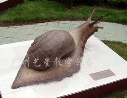 生物模型蜗牛 教学演示中的理想工具与贸易前景